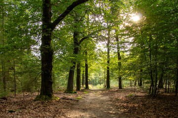 Forest lane during the golden hour on the Veluwe.