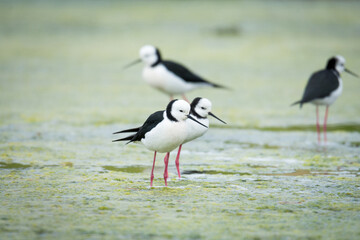 group of Pied stilt or Poaka wading in lake margins