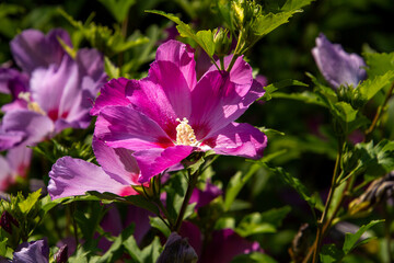 Pink colored hisbiscus flower in the garden