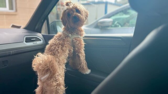 Adorable Dog in Front Seat Watching Through Window &ndash; Pet Travel Moment