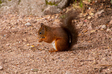 Eurasian red squirrel eating a nut in the Black Forest.