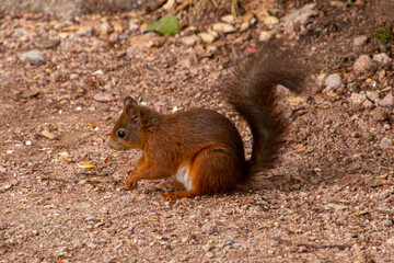 Eurasian red squirrel eating a nut in the Black Forest.
