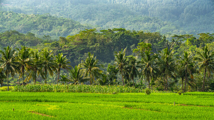 Obraz premium vibrant green rice paddies with Several palm trees line the middle ground and a forested mountain or hill range is visible in the background. 