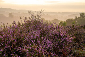 Obraz premium Close-up of purple heather on the Posbank