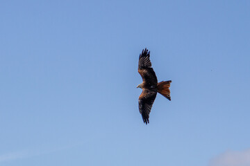 Red kite flying high above in the sky.