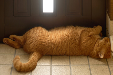 体を伸ばして玄関で寝ている猫