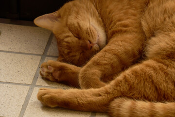 丸くなって玄関で寝ている猫