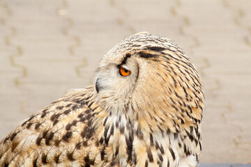 European oohoo or eagle owl