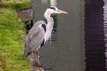 Heron stadning at the waterside
