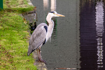Heron stadning at the waterside