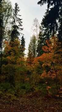 A vertical low-angle shot of a secluded forest path lined with ferns and fallen leaves, leading into a dense mixed woods where vibrant orange and yellow autumn foliage contrasts dramatically with the