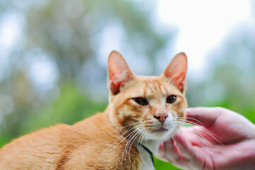 A Close Up Portrait of a Cute Orange Tabby Cat Being Gently Caressed by a Human Hand Outdoors
