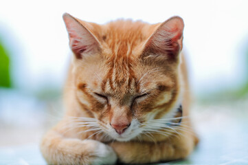 Fototapeta premium Close Up Profile Portrait of a Beautiful Orange Tabby Cat Looking Away in an Outdoor Setting 