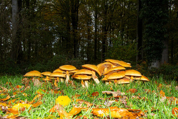 Funeral Bells (Galerina marginata)