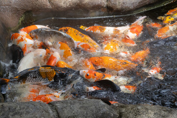 A vibrant group of colorful koi fish, in shades of orange, white, and black, splashing