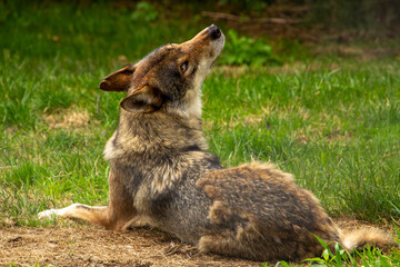 Gray wolf lying in the woodland, looking at the camera
