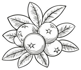 Fototapeta premium Detailed botanical illustration of a cluster of fresh berries with leaves line art drawing for design