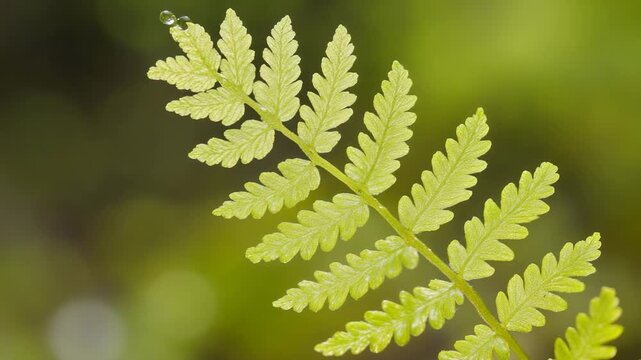 A vibrant green fern frond with a single dewdrop against a soft-focus backdrop