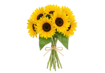 Isolated sunflower bouquet, bright blossoms on simple stems, natural gift idea for summer