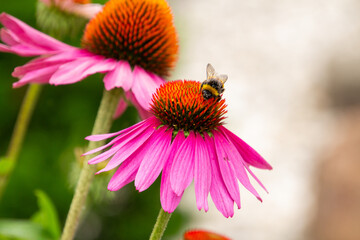 Honey on a lens hood flower