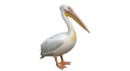 Isolated Great White Pelican with long bill, large water bird, walking profile, bird on the ground