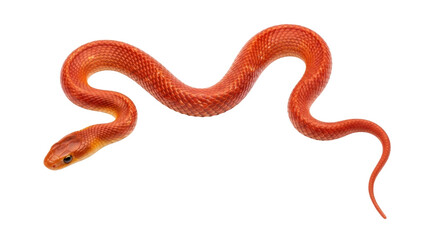 Isolated Corn Snake Curled in S Shape, Beautiful Scales of an Orange Reptile on Display