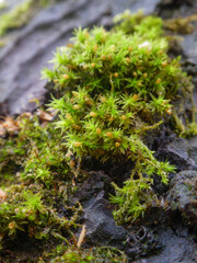 Vivid Green Moss Sporophytes on Dark Tree Bark
