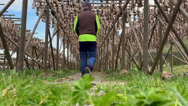 Man walking through traditional wooden racks used for drying stockfish in Norway