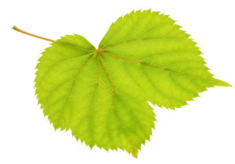 Isolated bright green linden leaf, healthy foliage with serrated edges, natural specimen
