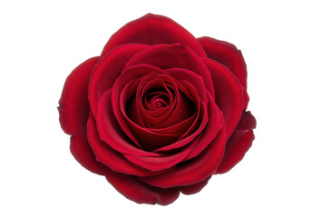 Isolated close up view of a blooming, velvet red rose flower, beauty concept, pure luxury