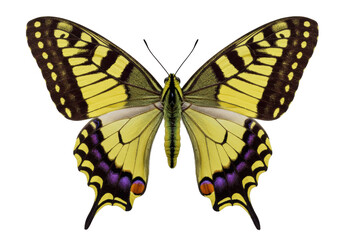 Isolated yellow swallowtail butterfly, a beautiful insect with open wings on display, fauna