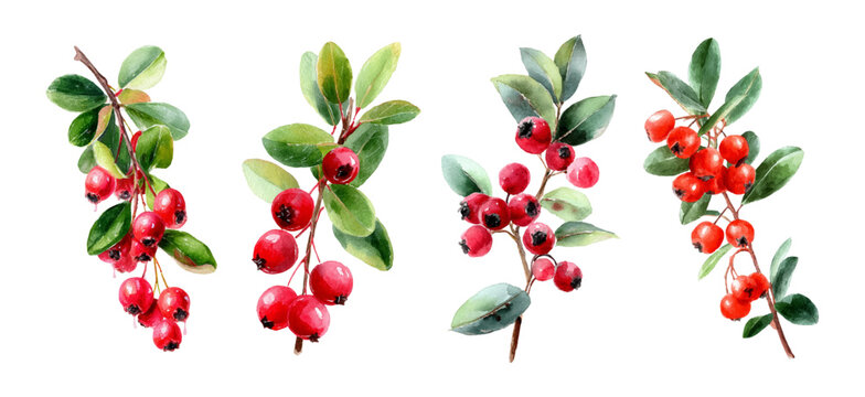 Watercolor lingonberry berries collection set. Branch of lingonberries with green leaves and berries. Watercolor natural berry elements. Hand drawn collection of red berries.