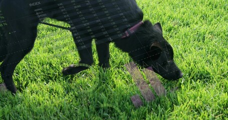 Sniffing black dog wearing pink collar exploring lush green lawn, with stock market charts overlay