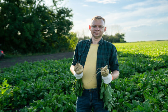 Farmer with sugar beet plants on agriculture field. Man inspecting sugar beetroot in field