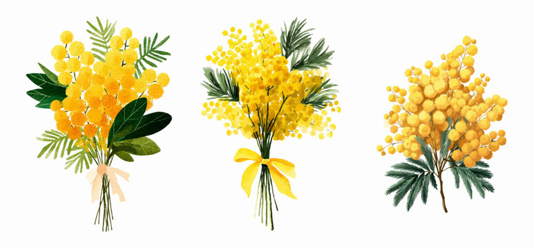 Watercolor painting of yellow mimosa bouquets. Blooming spring flowers on isolated background. Yellow spring flowers. Botanical elements for decoration. Vector illustration.