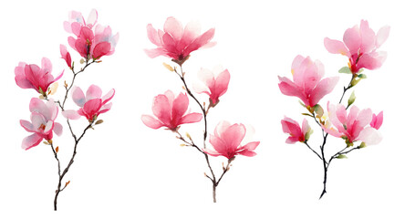 Set of watercolor magnolia branches. Branch with pink magnolia flowers on isolated background. First spring flowers hand drawn illustration. Vector illustration.