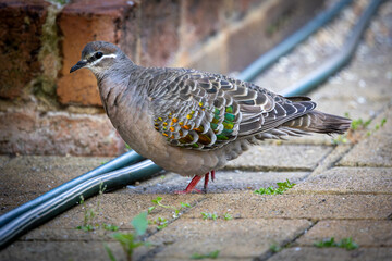Close up image of a female Common Bronzewing pigeon (Phaps chalcoptera) showing the vivid metallic wing colors.