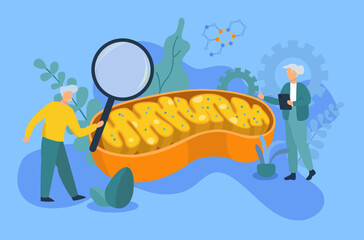 longevity concept: elderly couple studying about mitochondria 