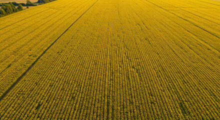 Aerial overhead view of an immense blooming yellow rapeseed field planted in neat rows extending towards the horizon under sunlight