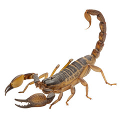 A dangerous scorpion with pincers and a stinging tail isolated on transparent background