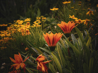 red and yellow flowers