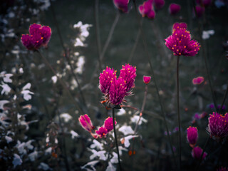 flowers in the garden