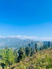 Expansive High-Altitude View Over a Sea of Green Pine Forests