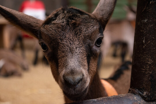 Jeune ch&egrave;vre derri&egrave;re une barri&egrave;re
