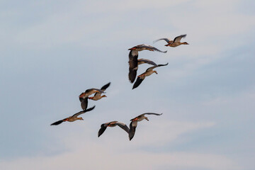 Canards du Cap en vol