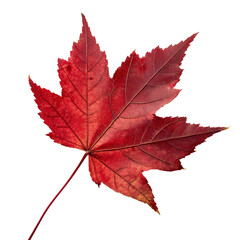 Fototapeta premium A single red maple leaf isolated on transparent background