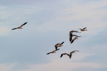 Obraz premium Canards du Cap en vol