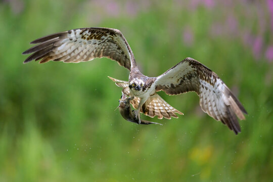Osprey in flight catching fish with talons in Scotland