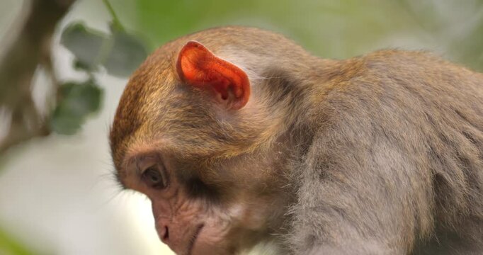 Macaques in nature. Macaques constitute a genus (Macaca) of gregarious monkeys. Macaques are found in a variety of habitats throughout the Asian continent and are highly adaptable.