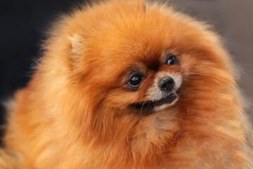 Pomeranian dog portrait